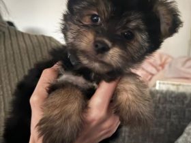 Yorkshire Terrier Mix Welpen suchen zuhause