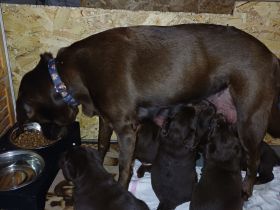 Labrador Welpen braun