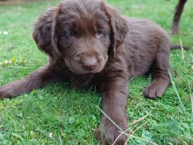 Labrador Welpe braun