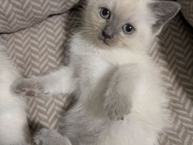 Siam /Heilige birma Kitten