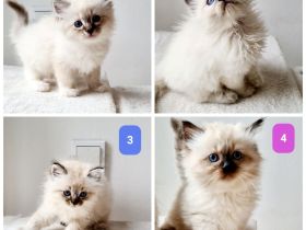 4 reinrassige Ragdoll-Kitten aus liebevoller Familienaufzucht (Köln)