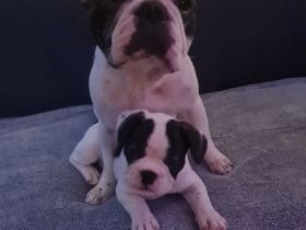 Franz Bulldoggen Welpen