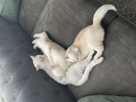 weiße BKH Kitten suchen ein liebevolles Zuhause