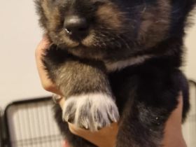 Alaskan Husky Bordercollie Rüde