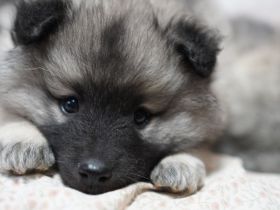 Wolfsspitz Keeshond Welpen zu verkaufen