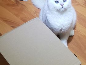 Britisch Kurzhaar Kater BLUE eyes 5 Monate