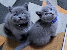 Bkh reinrassige Kitten kurzhaar