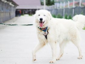 Giacomo – sanfter Riese mit treuem Blick