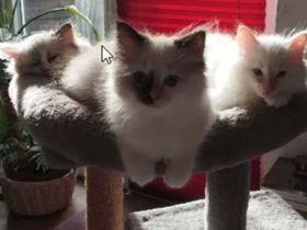 Wunderschöne Ragdoll-Kitten suchen liebevolles Zuhause