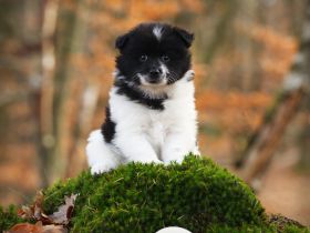 Großspitz Welpen schwarz weiß gescheckt