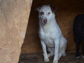 Ronny sucht ein neues Zuhause voller Liebe