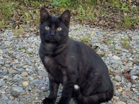Getigerter Kater sucht Zuhause