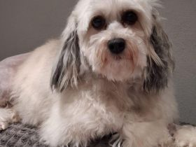 Löwchenrüde mit VDH/FCI