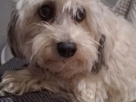 Löwchenrüde mit VDH/FCI