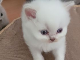 BKH Babykatzen noch 1 männlich