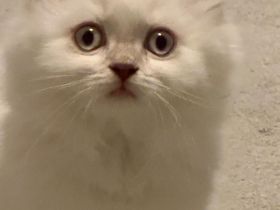 BKH Babykatzen noch 1 männlich