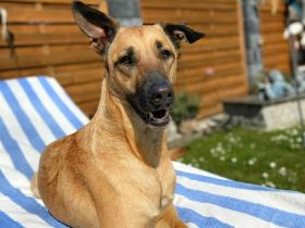 Skyla in 26723 Emden sucht ihr Für-immer-Zuhause