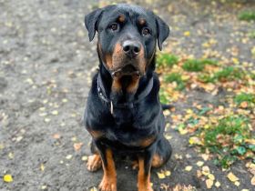 Rocky in 16766 Kremmen sucht sein Für-immer-Zuhause