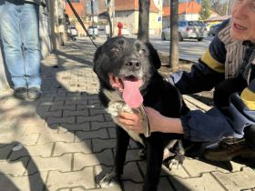 Ramses - Sanftmut in Hundegestalt