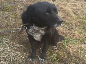 Ramses - Sanftmut in Hundegestalt