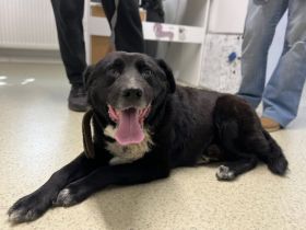 Ramses - Sanftmut in Hundegestalt