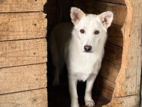 Powerpaket Jana sucht ein Zuhause