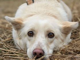 Powerpaket Jana sucht ein Zuhause