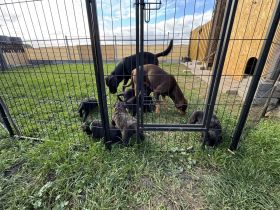 Labrador- Dobermann- Bulldoggen Mix
