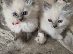 Heilige Birma Kitten