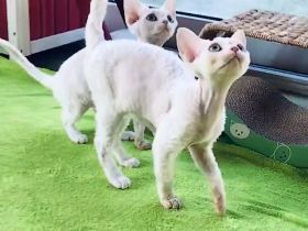 Wunderschöne Gefährten