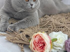 Internationaler Ch. Hubertus William