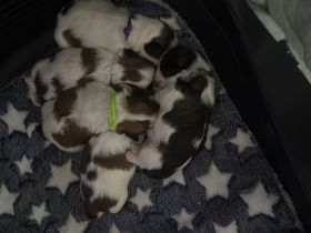 Shihtzu Welpen von dem Disneys