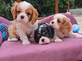 Cavalier King Charles Spaniel (gesundheitlich getestet)