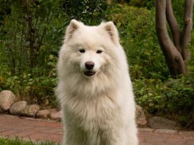 Northern Star of True Belief