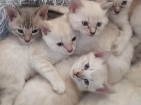 Snow Mink Bengal Kitten. Bengal Kitten. Bengal Katzen. Snow Mink