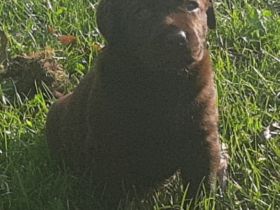 Labradorwelpen in braun