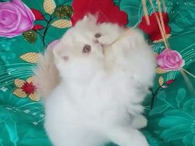 Supergesunde Perserkatzen