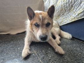 Simba - Nur als Patenhund