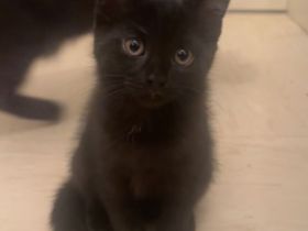 BKH-Babykatze abzugeben 3 Monate alt