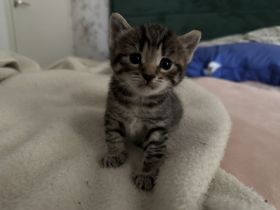 BKH-Babykatzen abzugeben 1 Monat alt