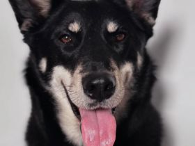 Aiko in 63773 - Hund mit Herz, Charakter und großem Potenzial