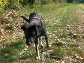 Laila – unsichere, aber liebevolle Familienhündin in 19374