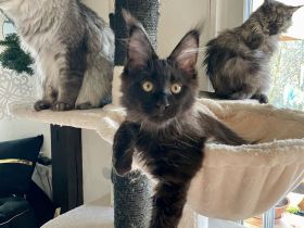 Verkaufen Main Coon kitten mit Stammbaum