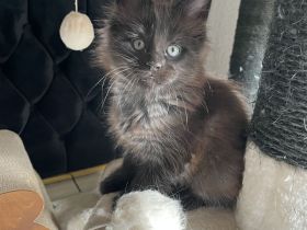 Verkaufen Main Coon kitten mit Stammbaum