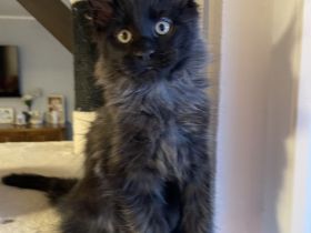 Verkaufen Main Coon kitten mit Stammbaum