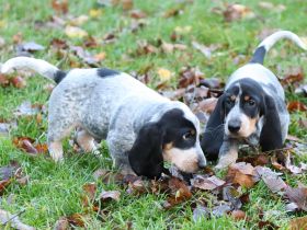 Basset Bleu de Gascogne Welpen – 3 Hündinnen & 2 Rüden ab 17. Oktober