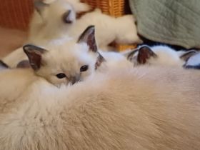 Supersüße Siamkätzchen abzugeben