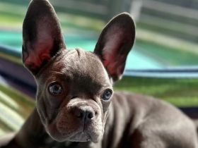 Reinrassige Französische Bulldogge Welpen