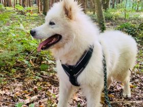 Unser Herzbube Dushan