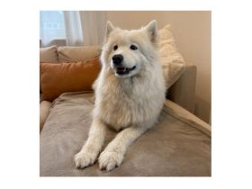 Samojedenhündin Azura